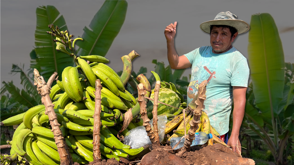 Convenio: COOPAFSAMAD y AgroBanco difunden convenio a beneficio de sus socios concesionarios forestales y agricultores