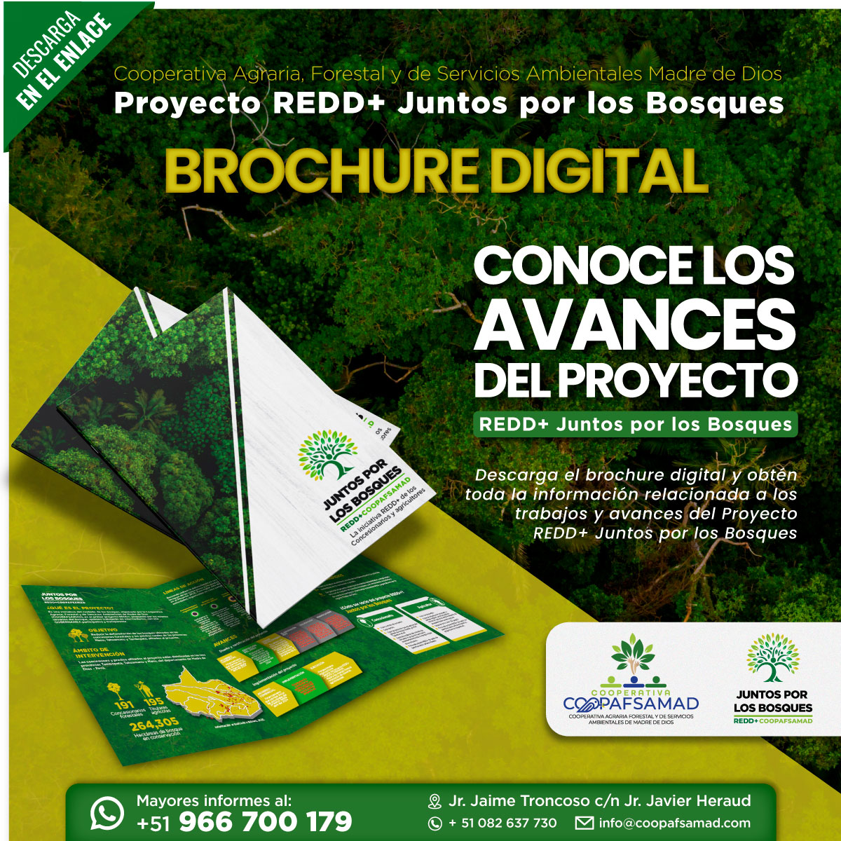 Conoce el trabajo y logros alcanzados del Proyecto REDD+ Juntos por los Bosques – COOPAFSAMAD